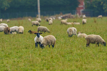 Naklejka na ściany i meble A large herd of different breeds of sheep grazing freely in a meadow