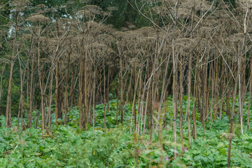 Large amounts of Sosnowski's hogweed, growing on arable fields and groves