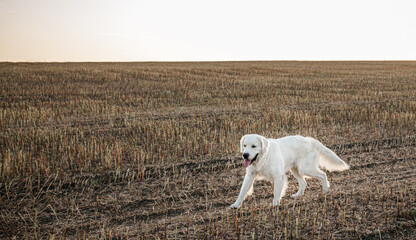 Fototapeta premium A large white dog runs across a field of mowed buckwheat in the summer at sunset. International Golden Retriever Day 2 February
