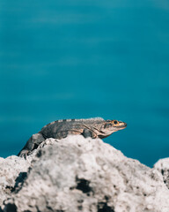 lizard on the rock stone nature Florida animal 