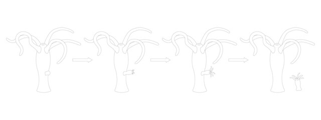 Hydra budding. Asexual Reproduction. Black and white illustration.