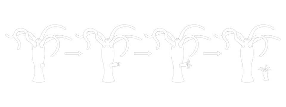 Hydra budding. Asexual Reproduction. Black and white illustration.