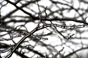 Tree branches covered in ice after a winter storm