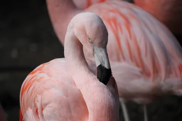 Fotobehang pink Flamingo  © Angela