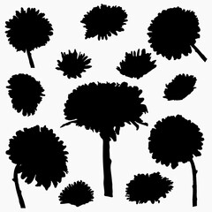 Real modern silhouettes plants, herbs. Drawing flowers aster. Flat design template. Isolated vector.