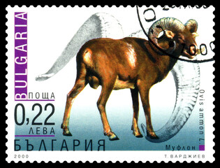 Postage stamp.  Ovis ammon.