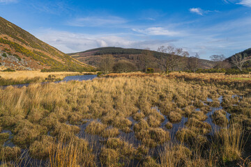 Beautiful autumn scenery with wetlands or swamp with long grass and a stream leading to Lough Dan...