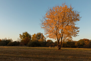 Lonely young oak tree in autumn time