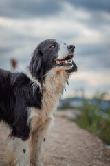 perro tomando un descanso en el aire libre 