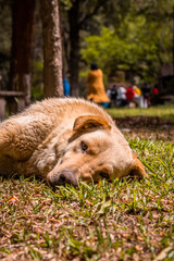 perro disfrutando del aire libre en el campo