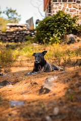 perro disfrutando del aire libre en el campo