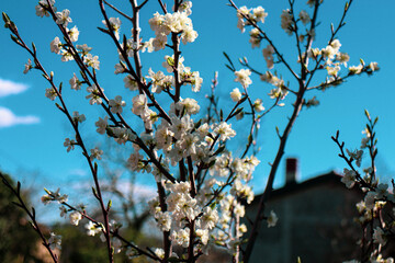 blooming tree in spring