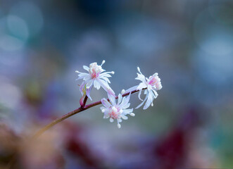 セリバオウレンと背景の輝き