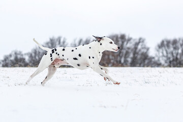 Portrait of a pretty male dalmatian dog having fun running across snow in winter outdoors