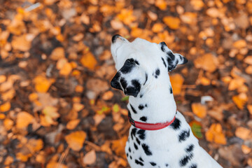 Dalmatian dog in park.