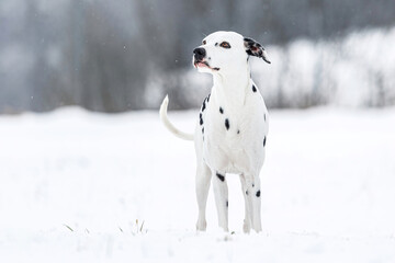 Portrait of a pretty male dalmatian dog in the snow in winter outdoors. Text space