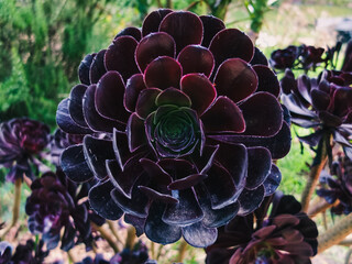 Aeonaeonium arboreum succulent
