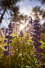 Digitalis purpurea field