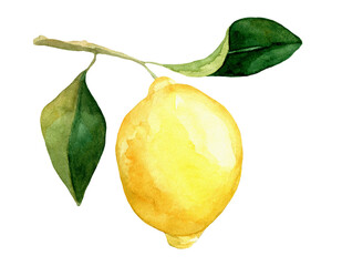 hand rawn watercolor lemon with leaves isolated. Botanical illustration of yellow citrus fruits. Ideal for food packaging design - obrazy, fototapety, plakaty