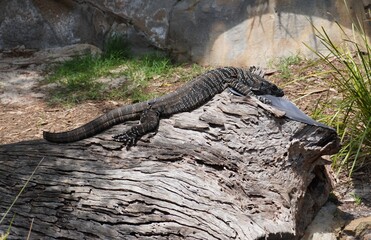 Healesville Sanctuary Lace Monitor In Enclosure