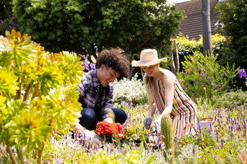Happy diverse couple gardening, planting flowers in sunny garden
