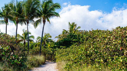 Obraz premium palm trees on the beach