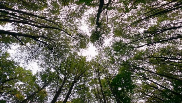 Shooting from below along the trunks of green trees rising to a bright sky. A rotating bottom view of trees with green leaves going up against a cloudless sky. Beautiful forest landscape of nature