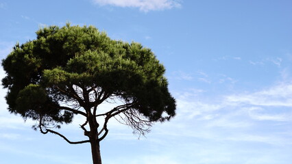pine tree against cloudy sky