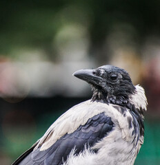 close up of a crow
