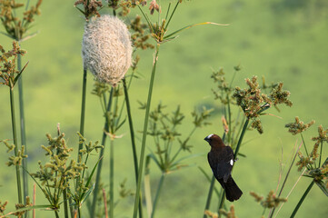 Amblyospiza albifrons - Thick-billed weaver - Amblyospize à front blanc - Grosbec - Tisserin à front blanc