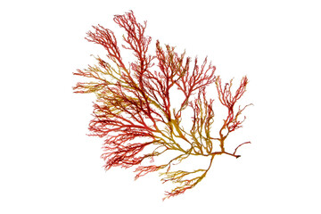 Rhodophyta algae. Red seaweed branch isolated transparent png. - obrazy, fototapety, plakaty