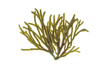 Velvet horn or spongeweed seaweed isolated transparent png. Codium tomentosum green alga branch.

