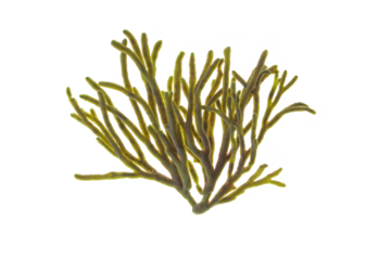 Velvet horn or spongeweed seaweed isolated transparent png. Codium tomentosum green alga branch.
