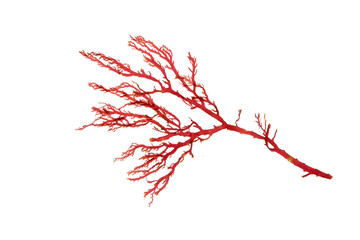 Rhodophyta. Red algae branch isolated transparent png.  © photohampster