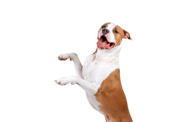 Happy dog isolated isolated as png - Powered by Adobe