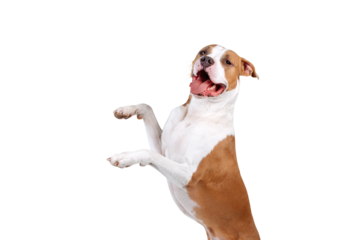 Happy dog isolated isolated as png