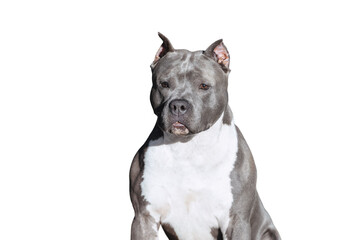Portrait of a gray muscular dog isolated as png