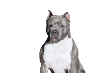 Portrait of a gray muscular dog isolated as png