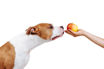 A man holds out an apple in his hand. Portrait of a dog  that sniffs food isolated as png.