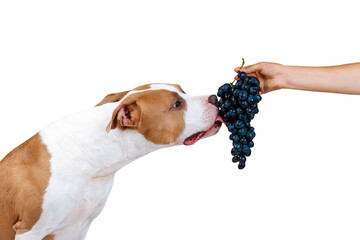 A dog eats forbidden food from the hands of a man. American Staffordshire terrier licks berries of...