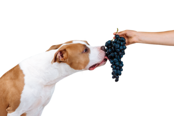 A dog eats forbidden food from the hands of a man. American Staffordshire terrier licks berries of grapes isolated as png