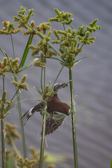Amblyospiza albifrons - Thick-billed weaver - Amblyospize à front blanc - Grosbec - Tisserin à front blanc