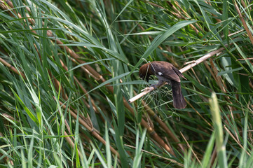 Obraz premium Amblyospiza albifrons - Thick-billed weaver - Amblyospize à front blanc - Grosbec - Tisserin à front blanc