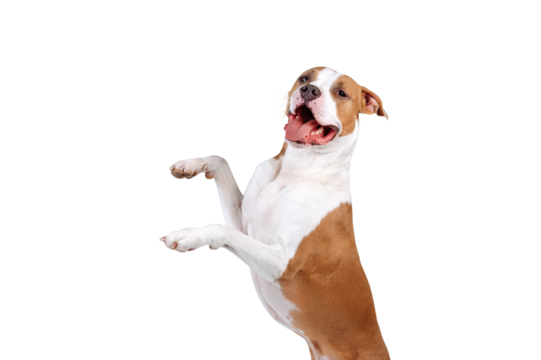 Happy dog isolated isolated as png