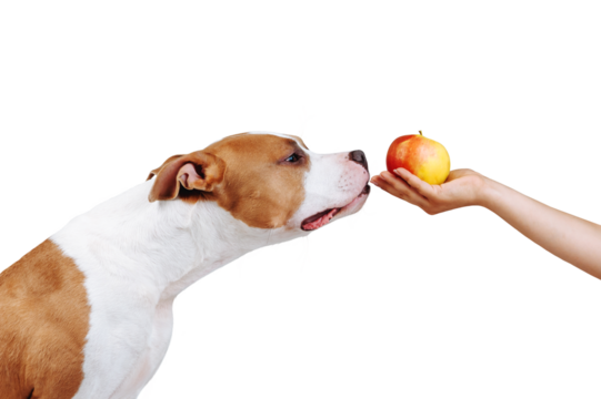 A man holds out an apple in his hand. Portrait of a dog  that sniffs food isolated as png.