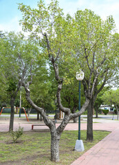 Plaza San Martin, Cortaderas, Arg, enero 2023 