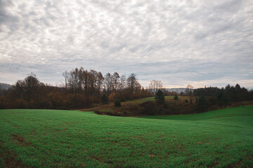 Beautiful green meadow in autumn morning