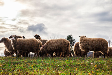 Obraz premium Herd of sheep in a field at sunset