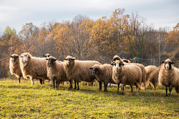Obraz premium Herd of sheep in a field at sunset