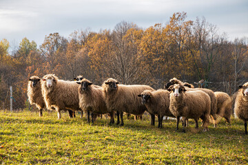 Obraz premium Herd of sheep in a field at sunset